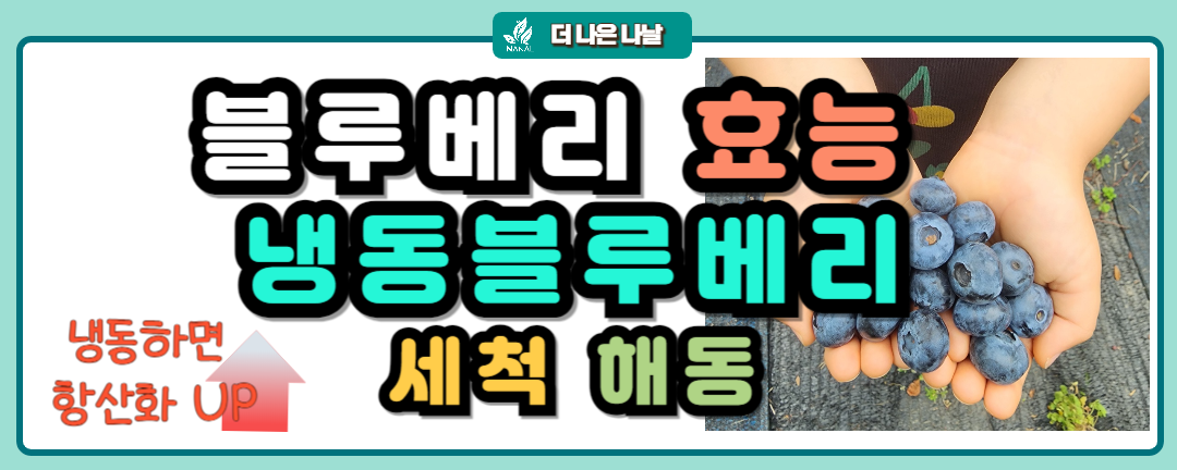 블루베리 효능 냉동블루베리 세척 해동