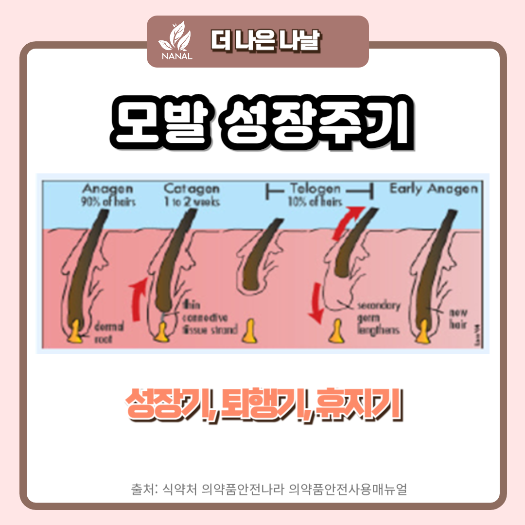 탈모약 프로페시아 카피약 효과 부작용 6 모발 성장주기