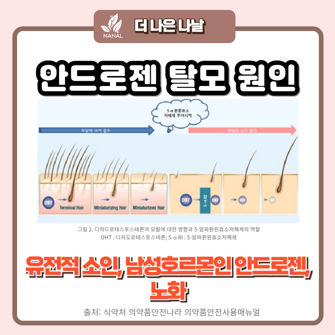 탈모약 프로페시아 카피약 효과 부작용 2 안도르젠 탈모 원인
