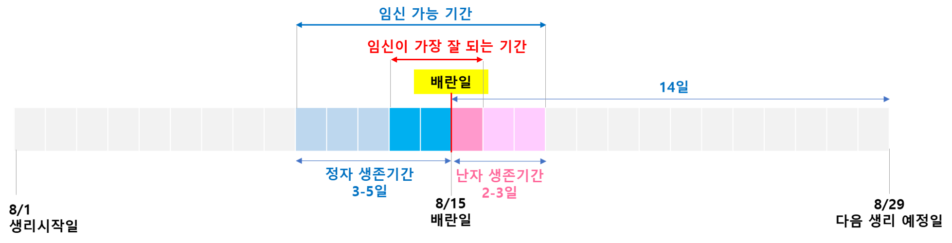 배란일계산법