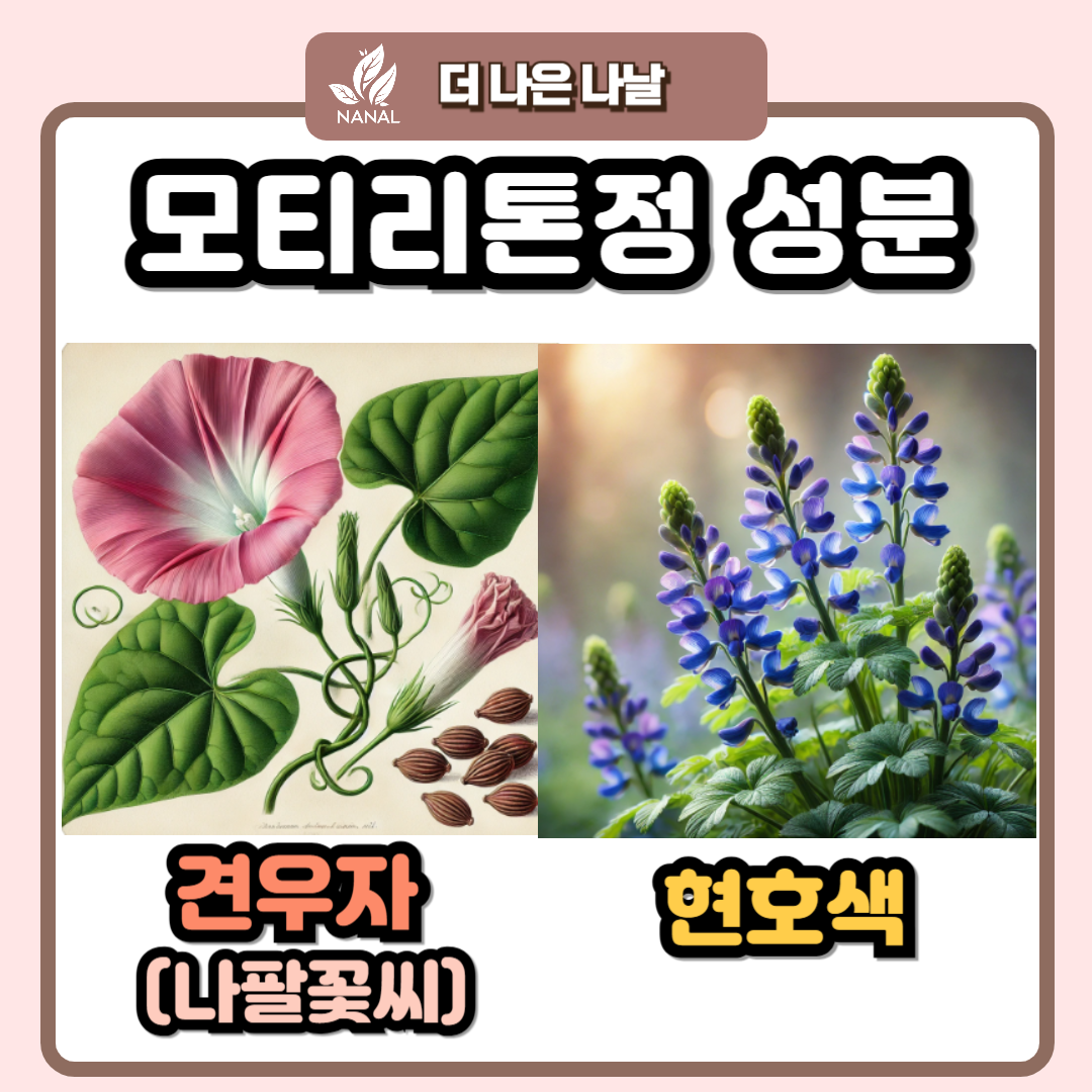 모티리톤정 성분