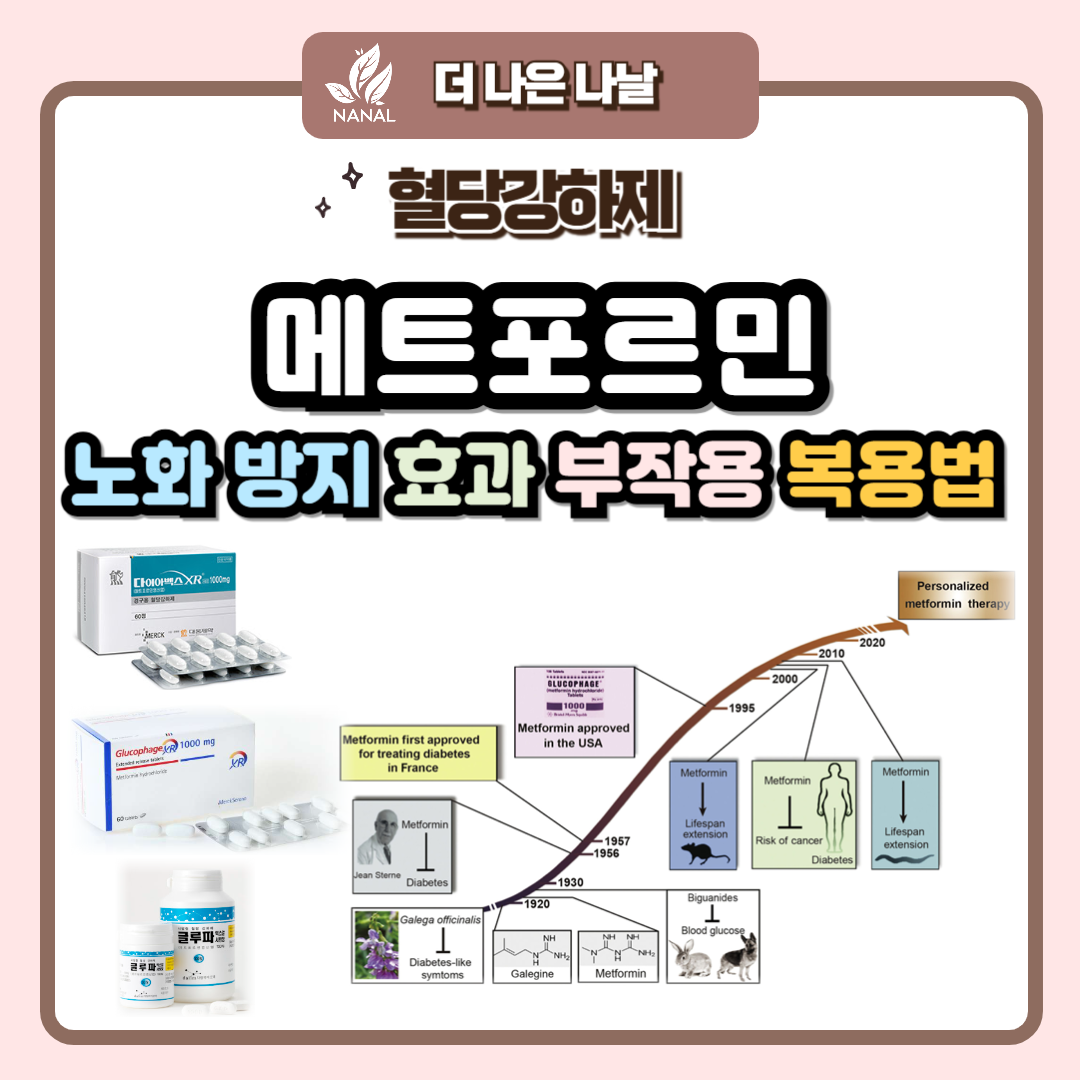 메트포르민 노화 방지 효과 부작용 복용법