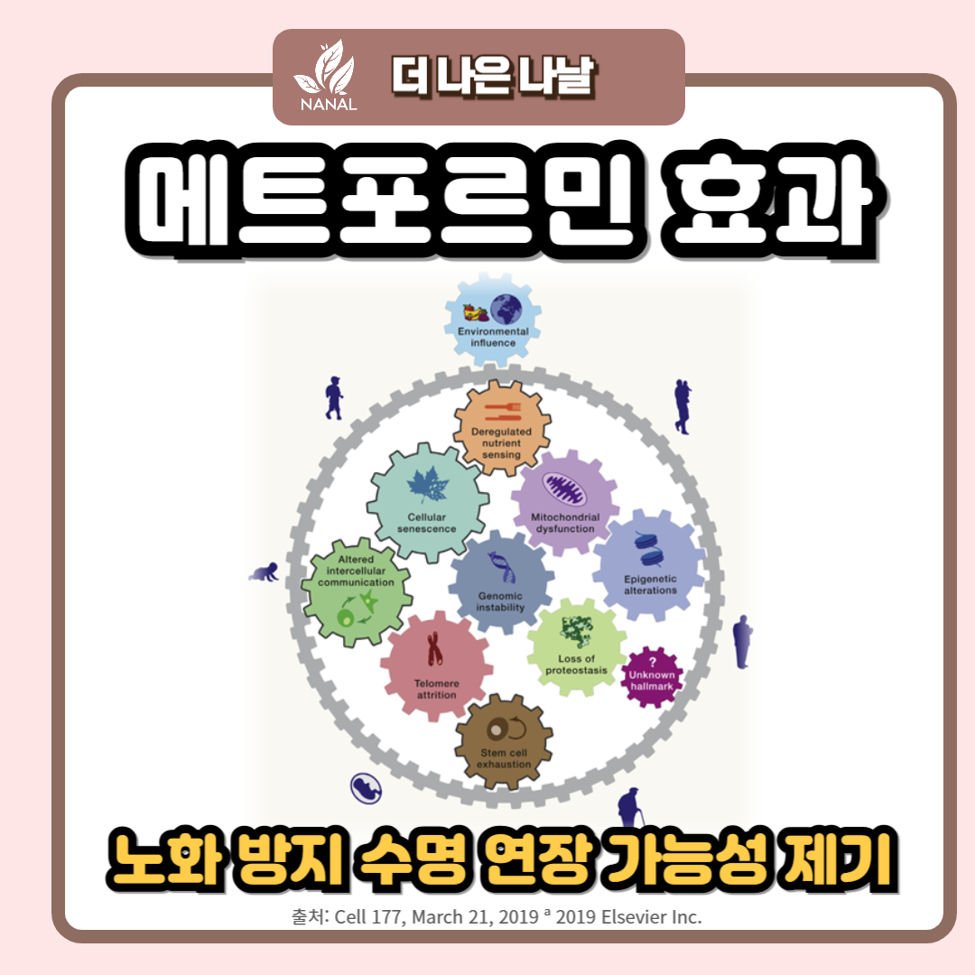 메트포르민 노화 방지 효과 연구