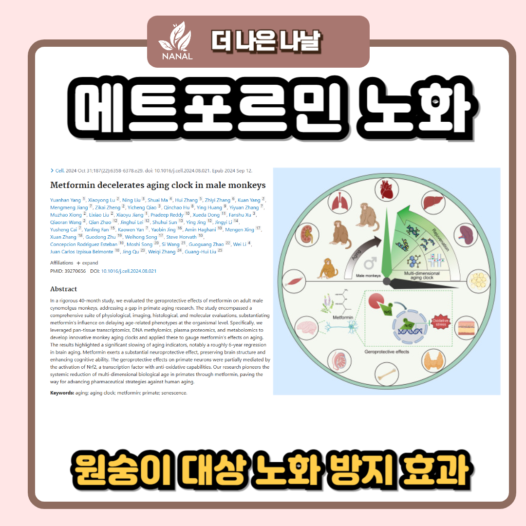메트포르민 노화 방지 효과 연구