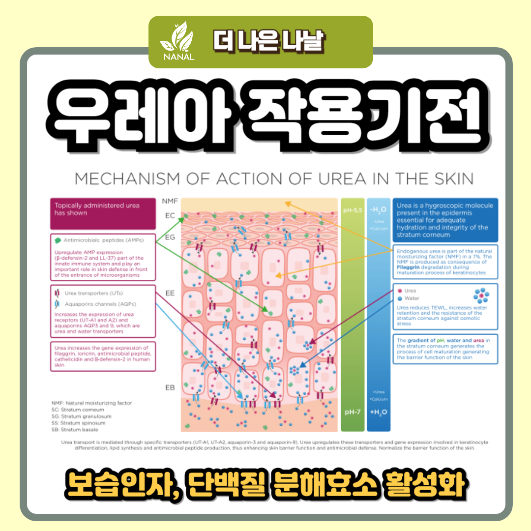 우레아 작용기전