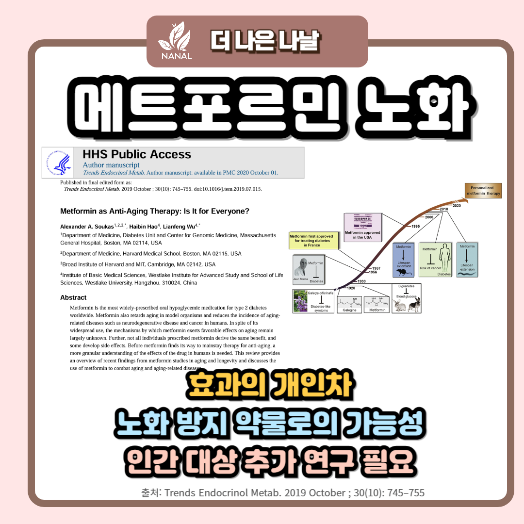 메트포르민 노화 방지 효과 연구