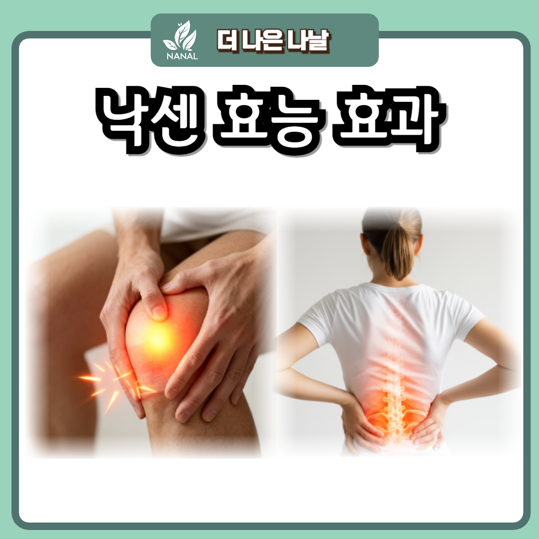 낙센 나프록센 임상 효능 효과